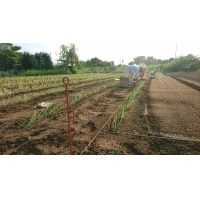 山太農園のネギの定植作業