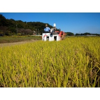 山太農園の神流川銘水米、収穫作業