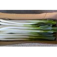 画像2: 中国産長ねぎ (2)